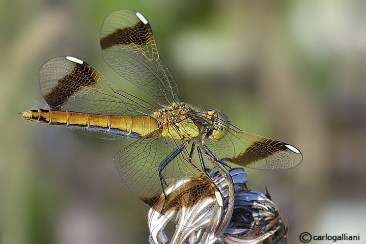 Sympetrum pedemontanum